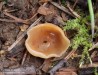 řasnatka vlhkomilná (Houby), Peziza udicola (Fungi)